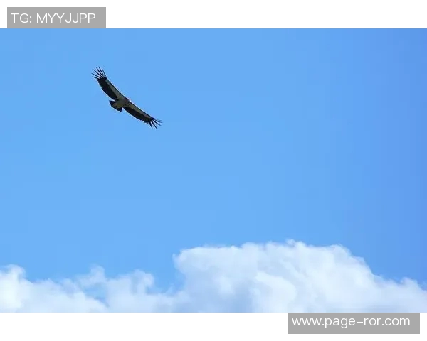 半岛都市报：新疆男篮状态平平今晚雄鹰力争首次突破天山高峰